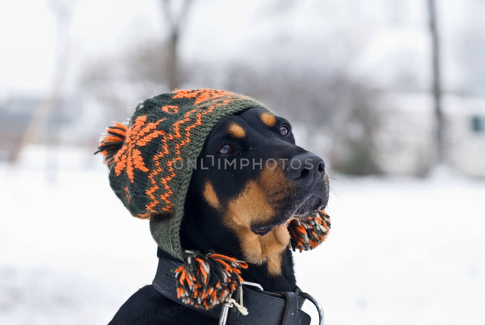 a doberman dog with a cap on his  head with a snowy background