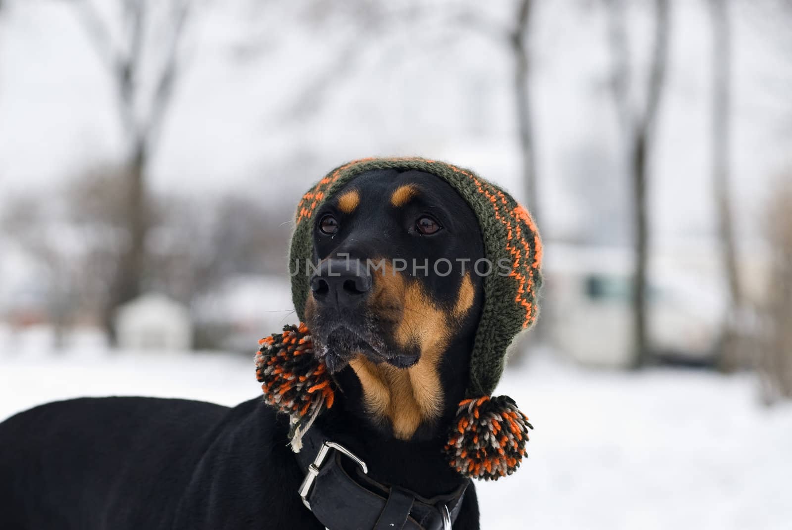 a doberman dog with a cap on his  head with a snowy background