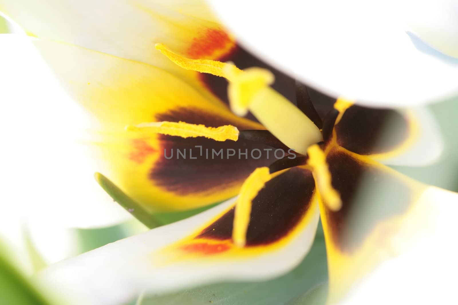 abstraction, blurred varicolored spots, tulip in town garden, macro, small depth to sharpness