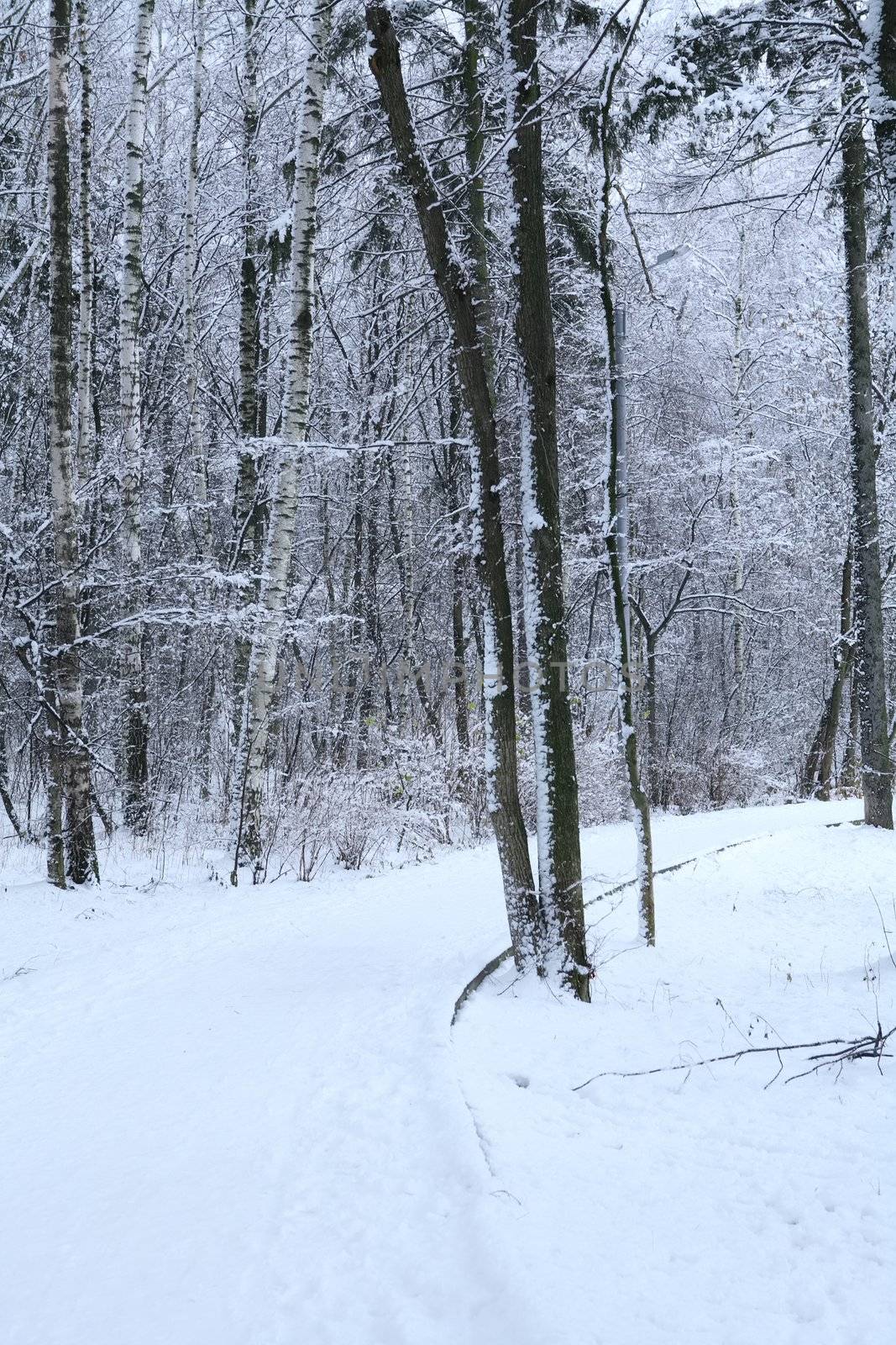 winter forest in blue morning