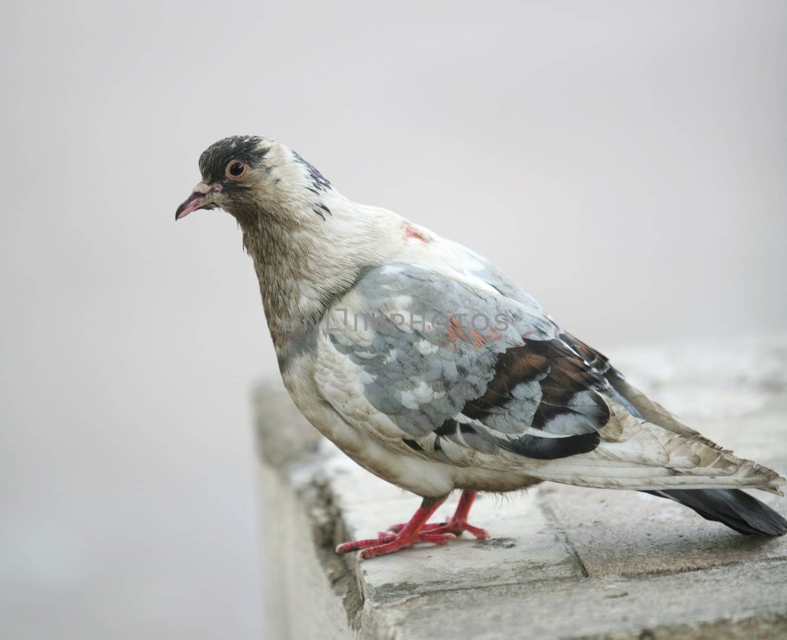 Bird, Town Motley Dove