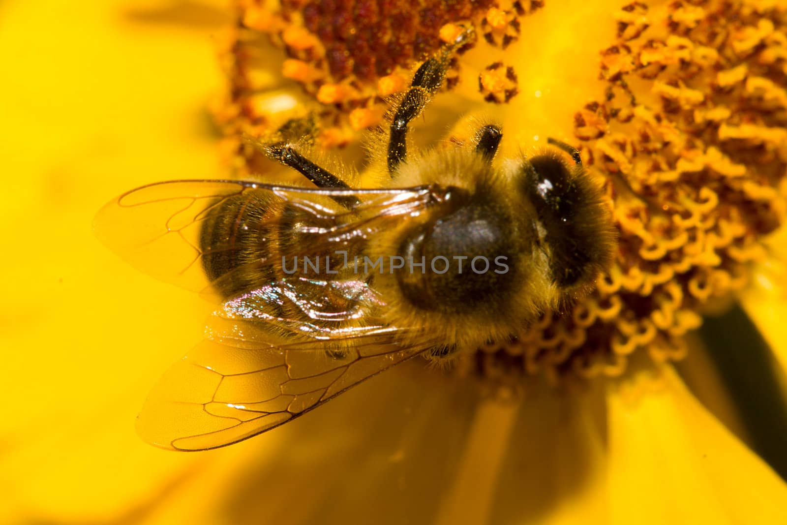 close-up bee on yellow flower collects nectar