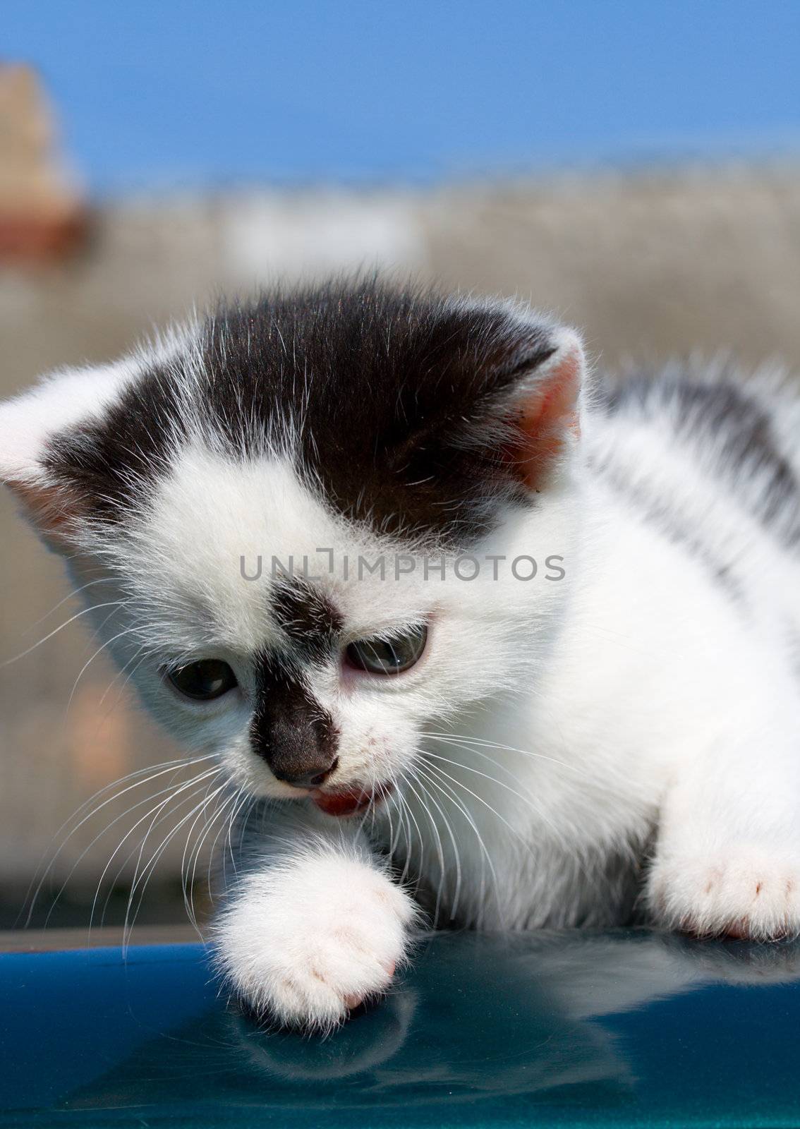 kitten lying on car by Alekcey