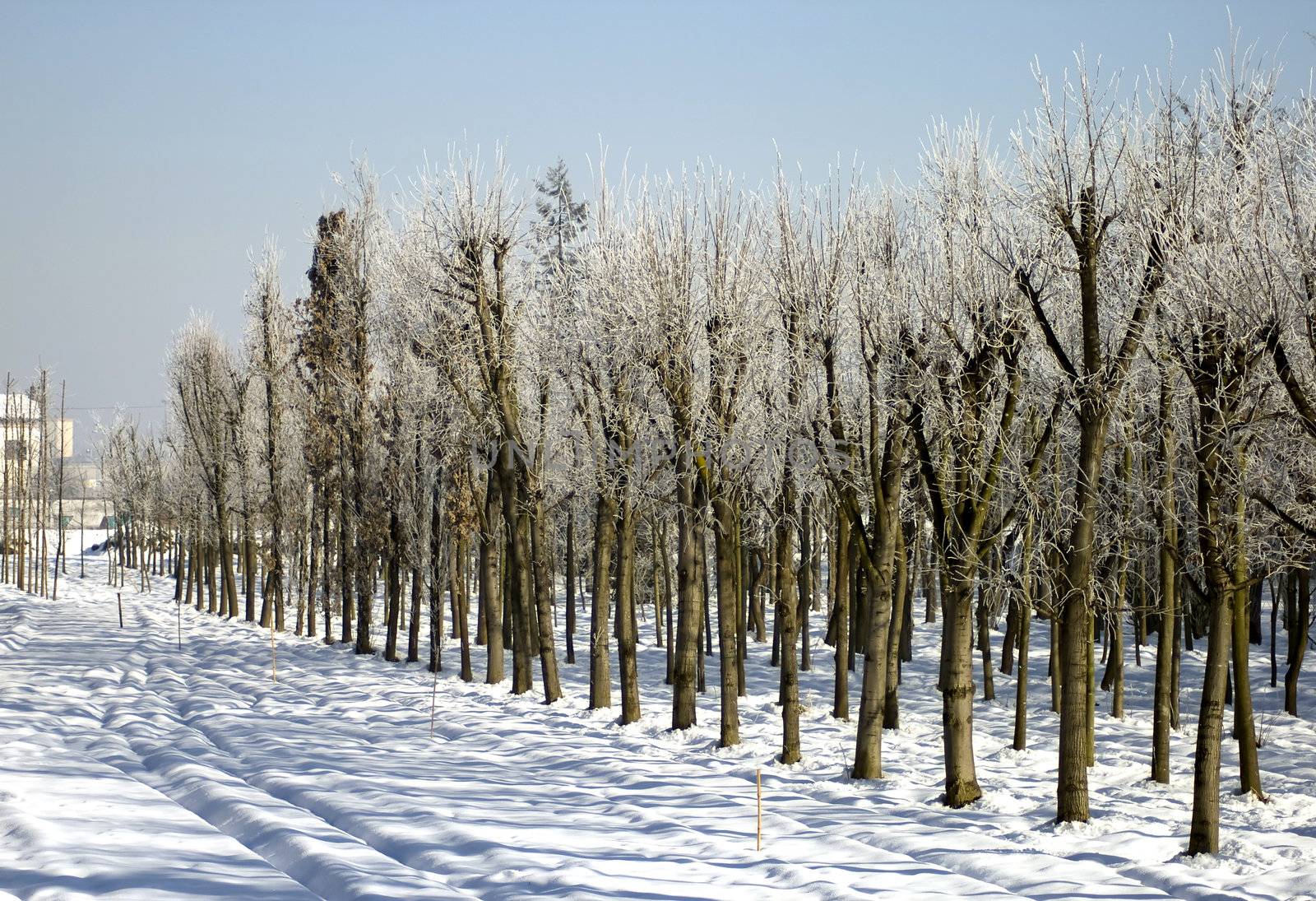 Landscape of trees in the snow, with blue sky