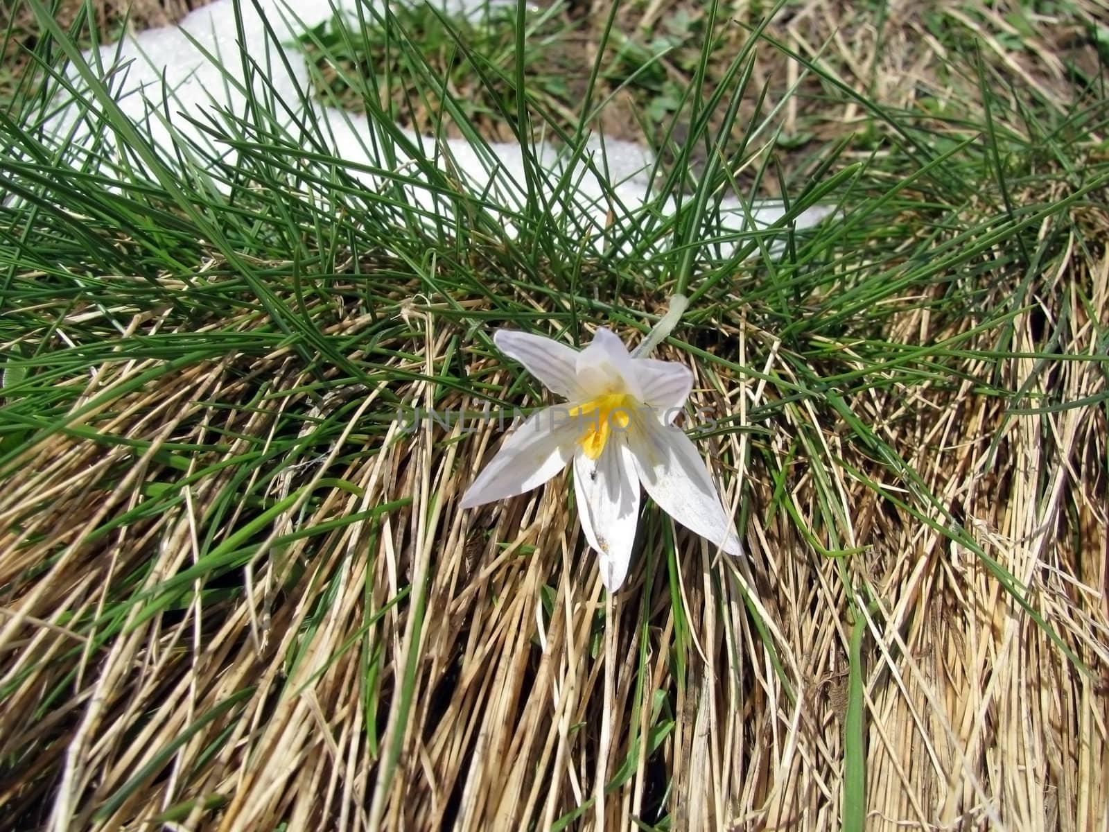 White flower, green and dry herb, snow, springtime, background, texture, flora, nature, first flowerses