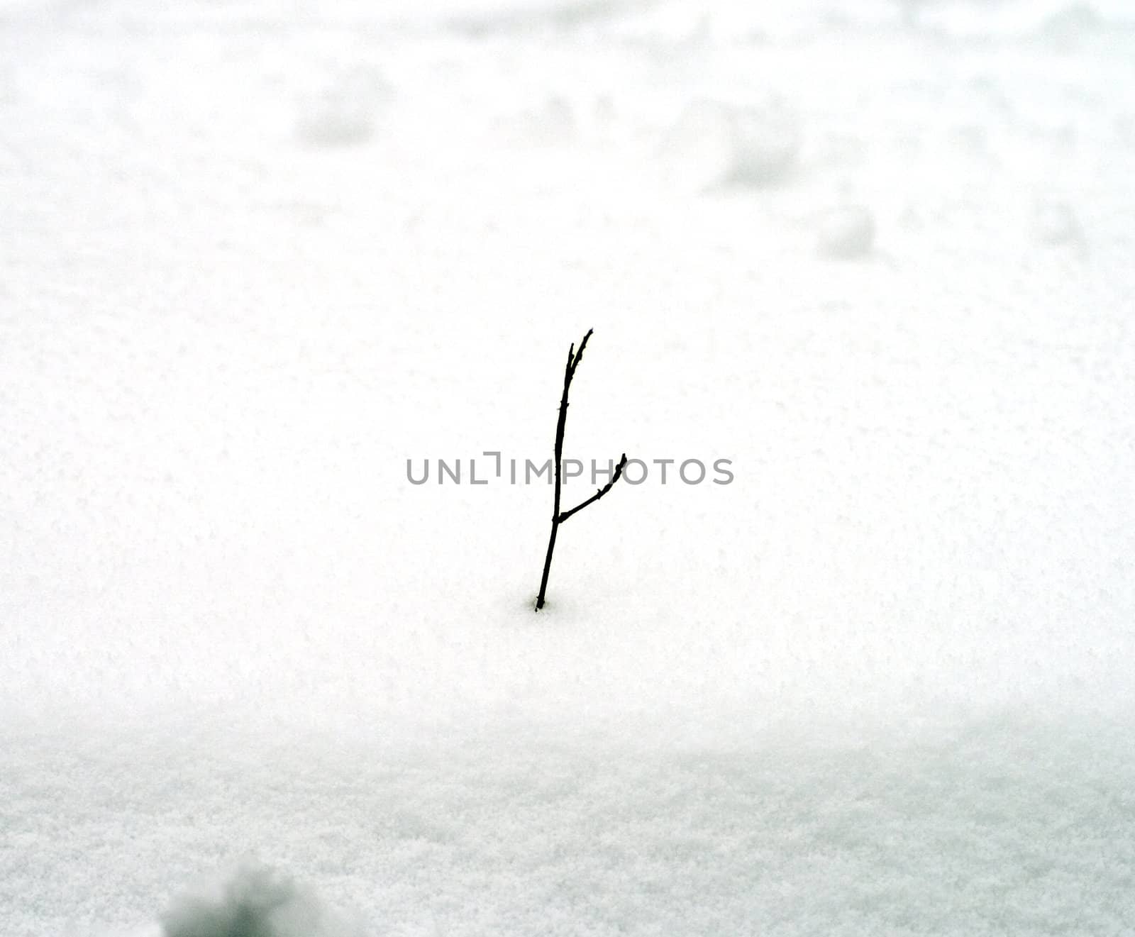 Branch in the snow by Koufax73