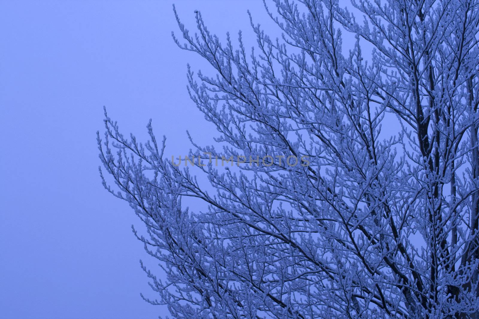 Snowy branches of a tree on white sky, tungstene light