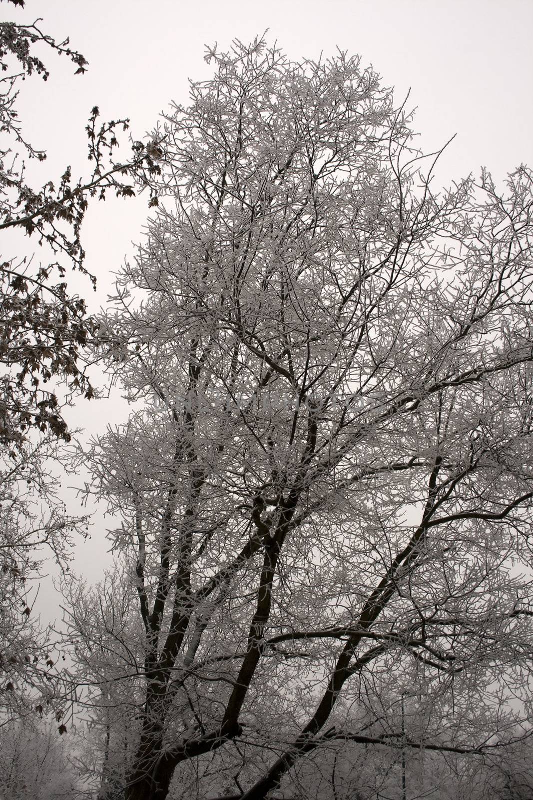 High tree completely covered with soft snow, on white sky