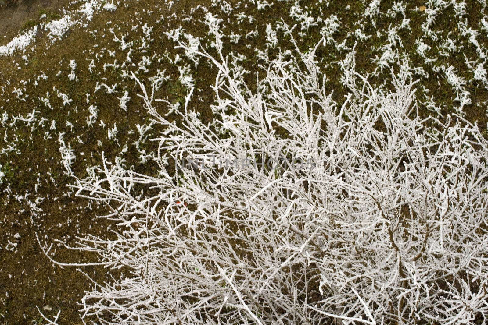 A white snowy tree seen from above, with green and brown background