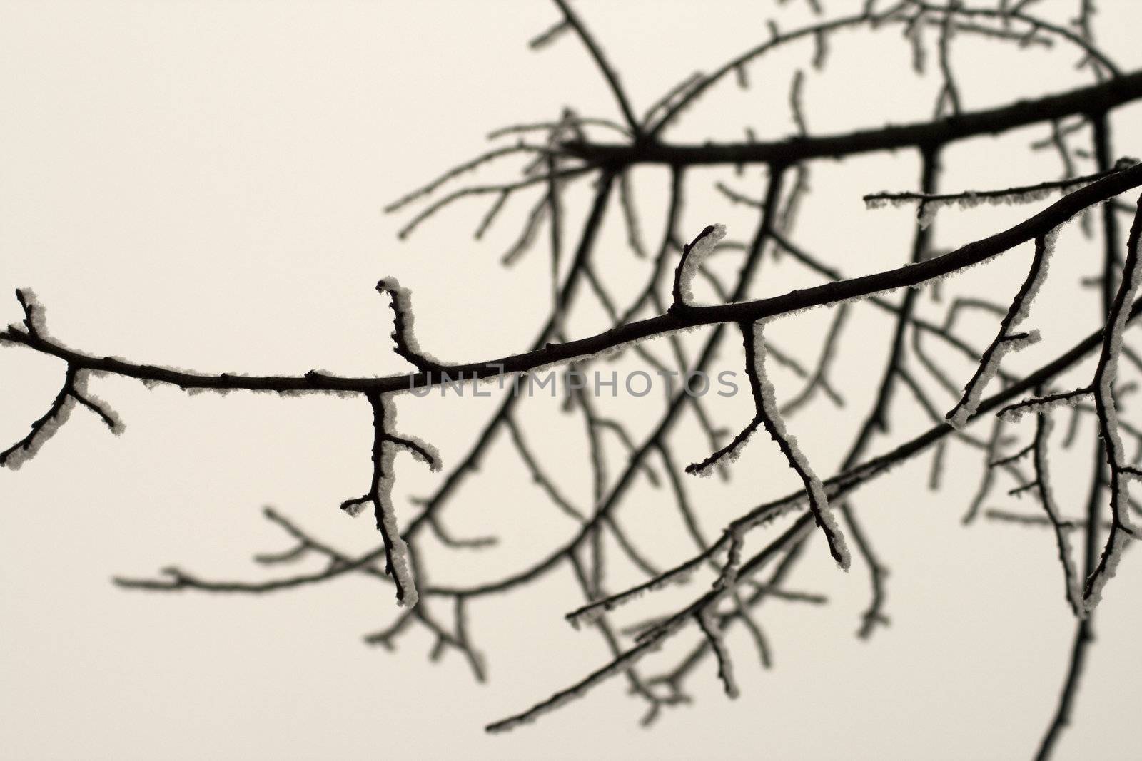 A dark snowy branch within a white sky