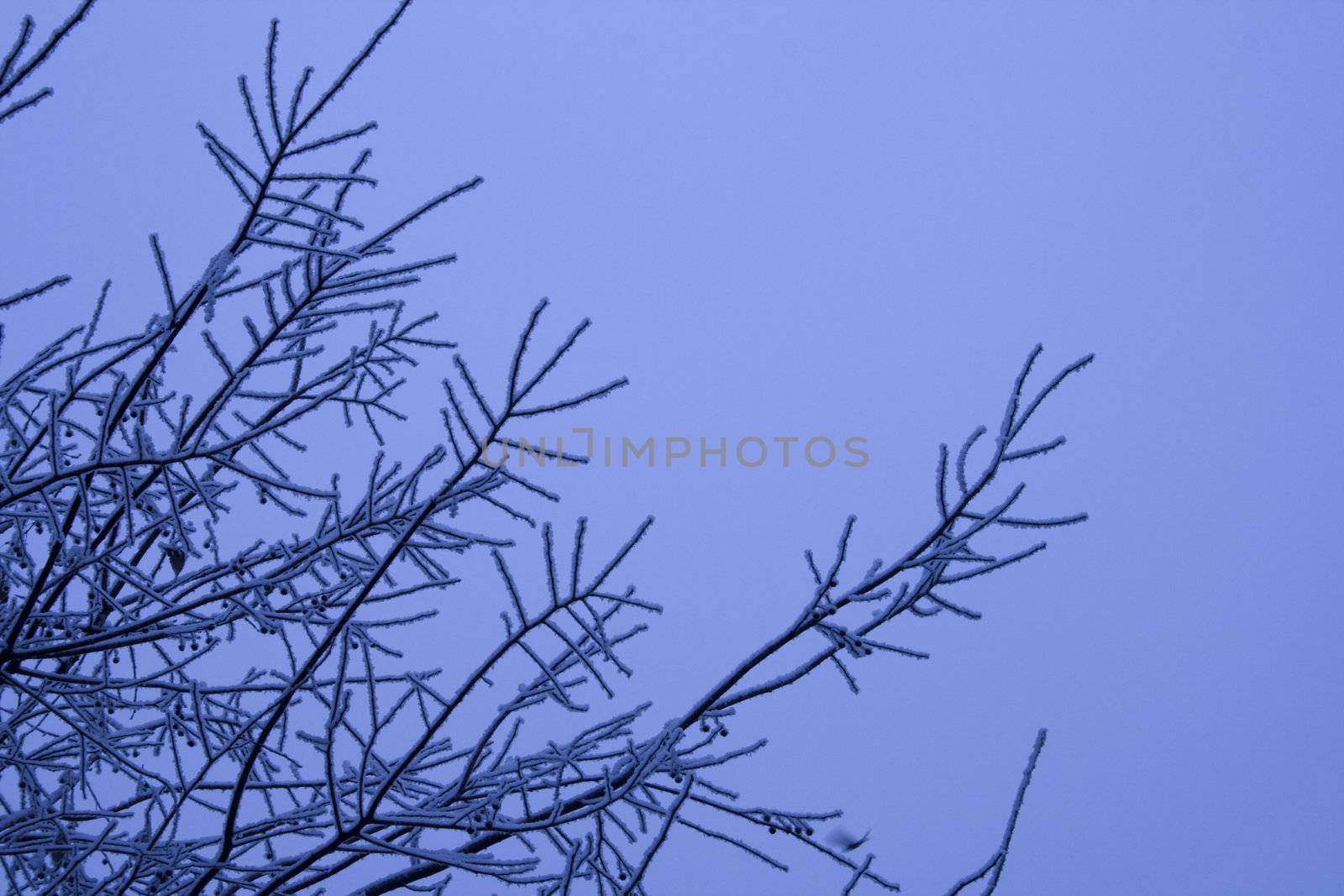 Tree full of snow on every single branch