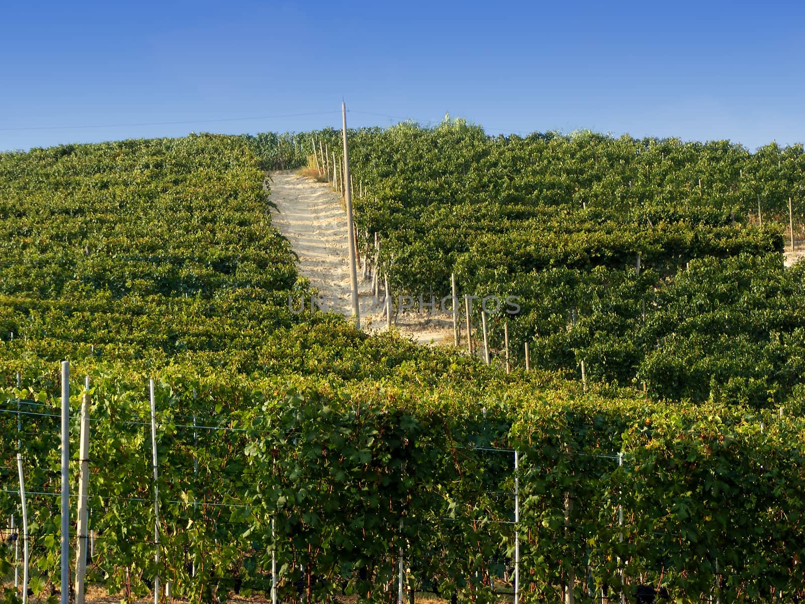 Vines of Barolo by Koufax73