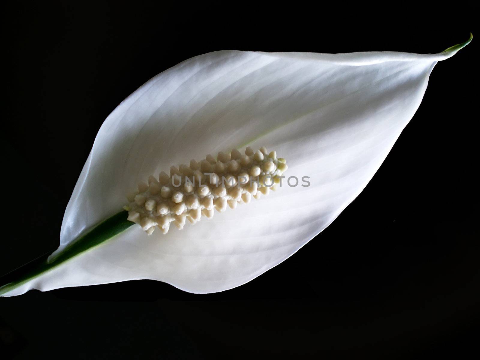 calla lily flower isolated on black background