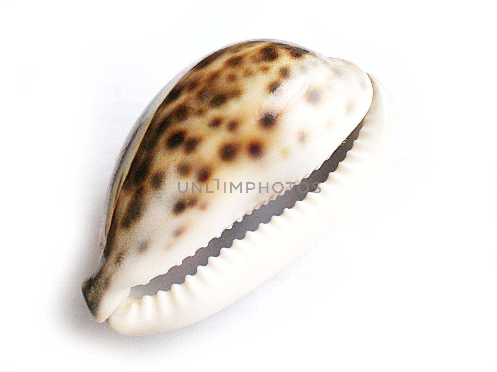 sea shell isolated on white background