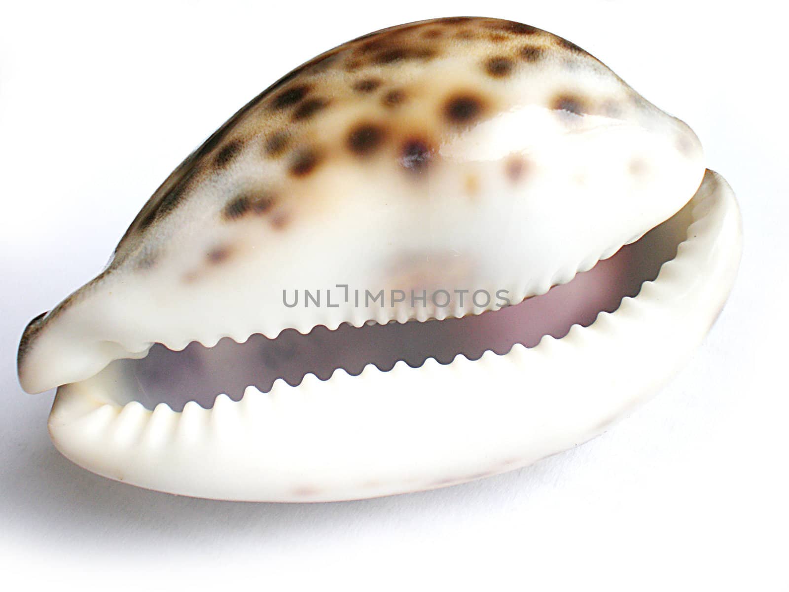 sea shell isolated on white background