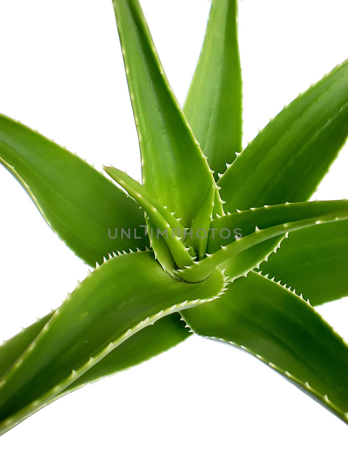 aloe vera close up on white background