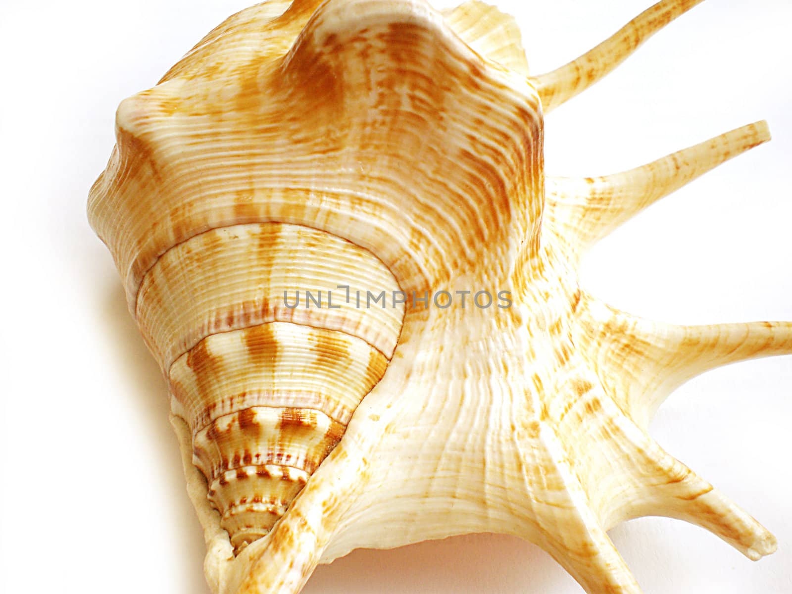 sea shell isolated on white background