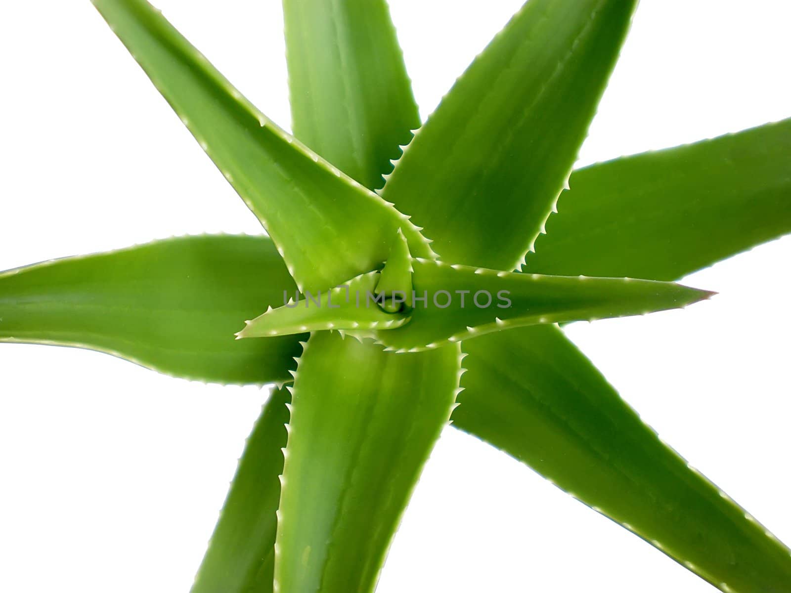 aloe vera close up on white background