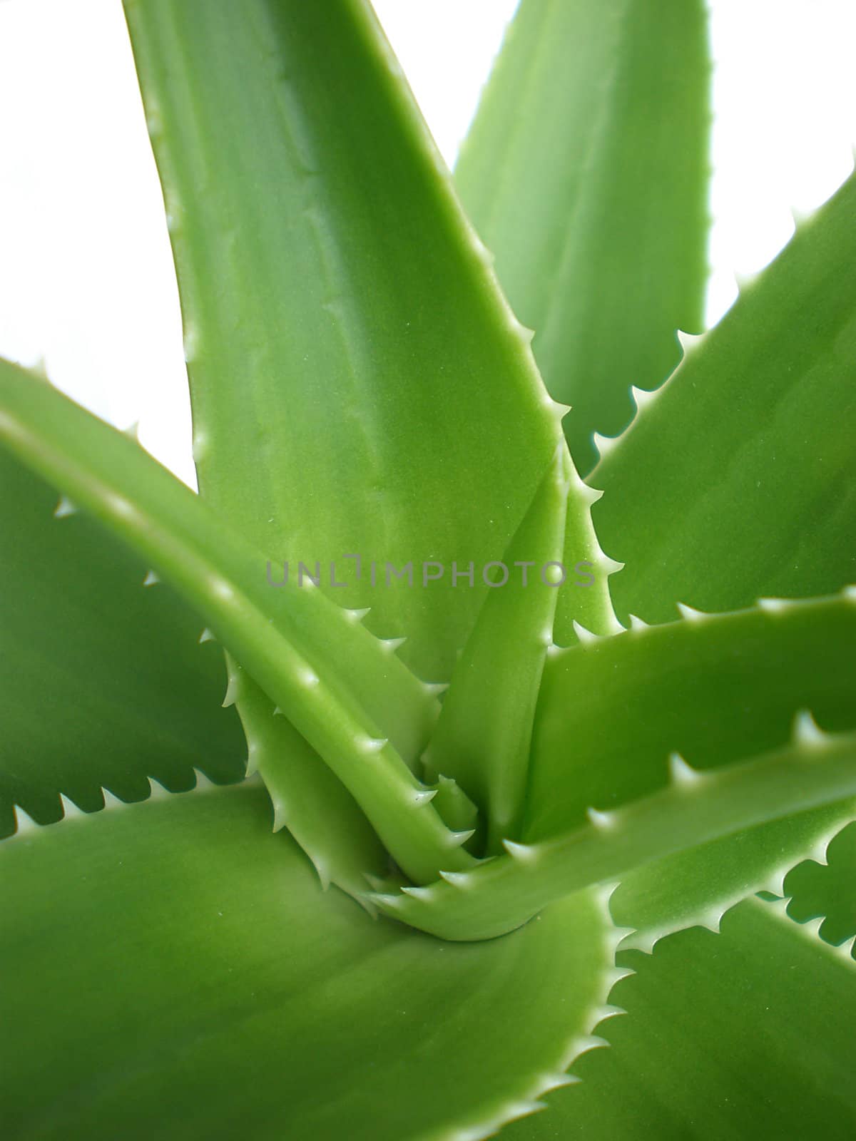 aloe vera close up on white background