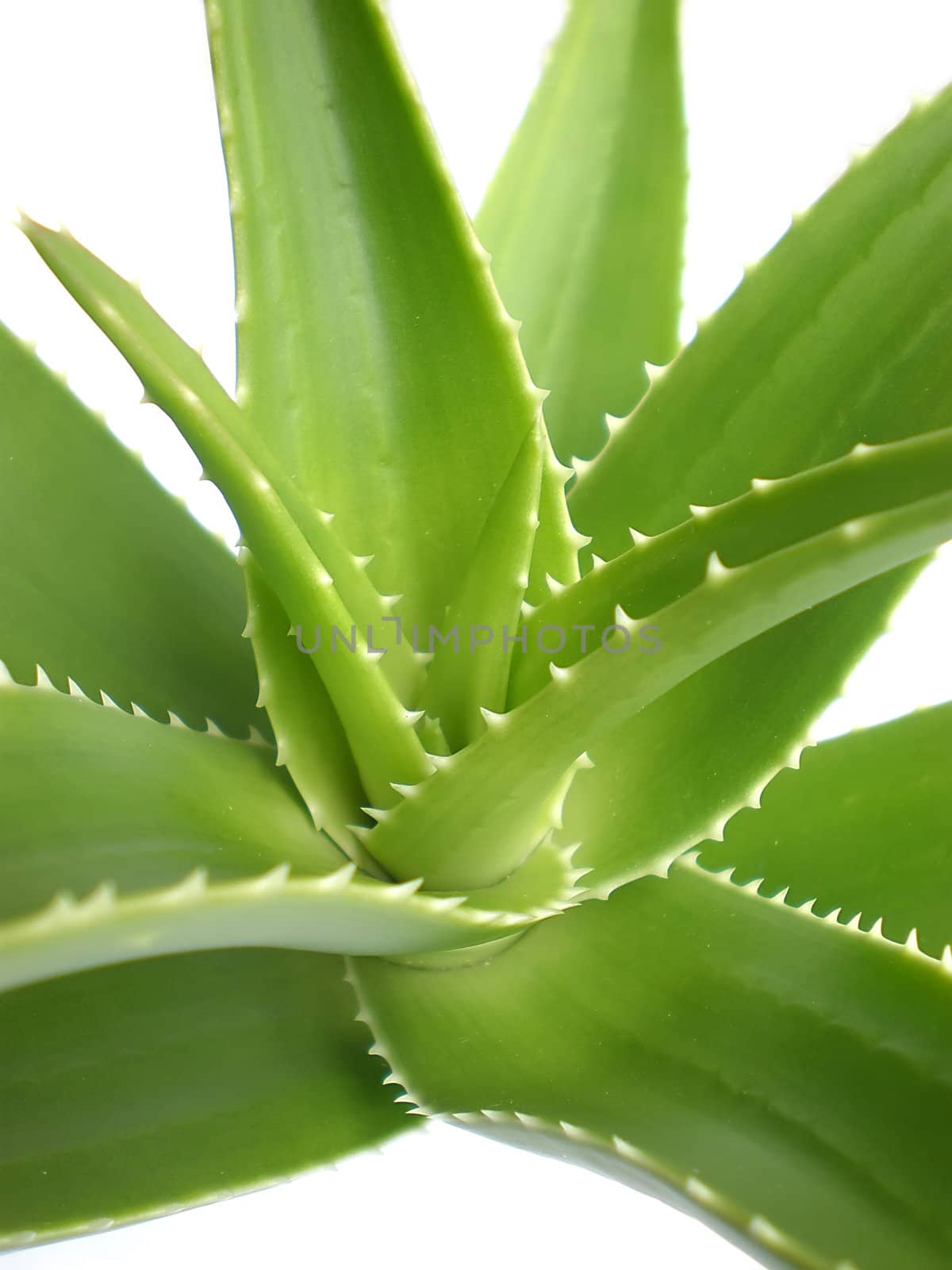 aloe vera close up on white background