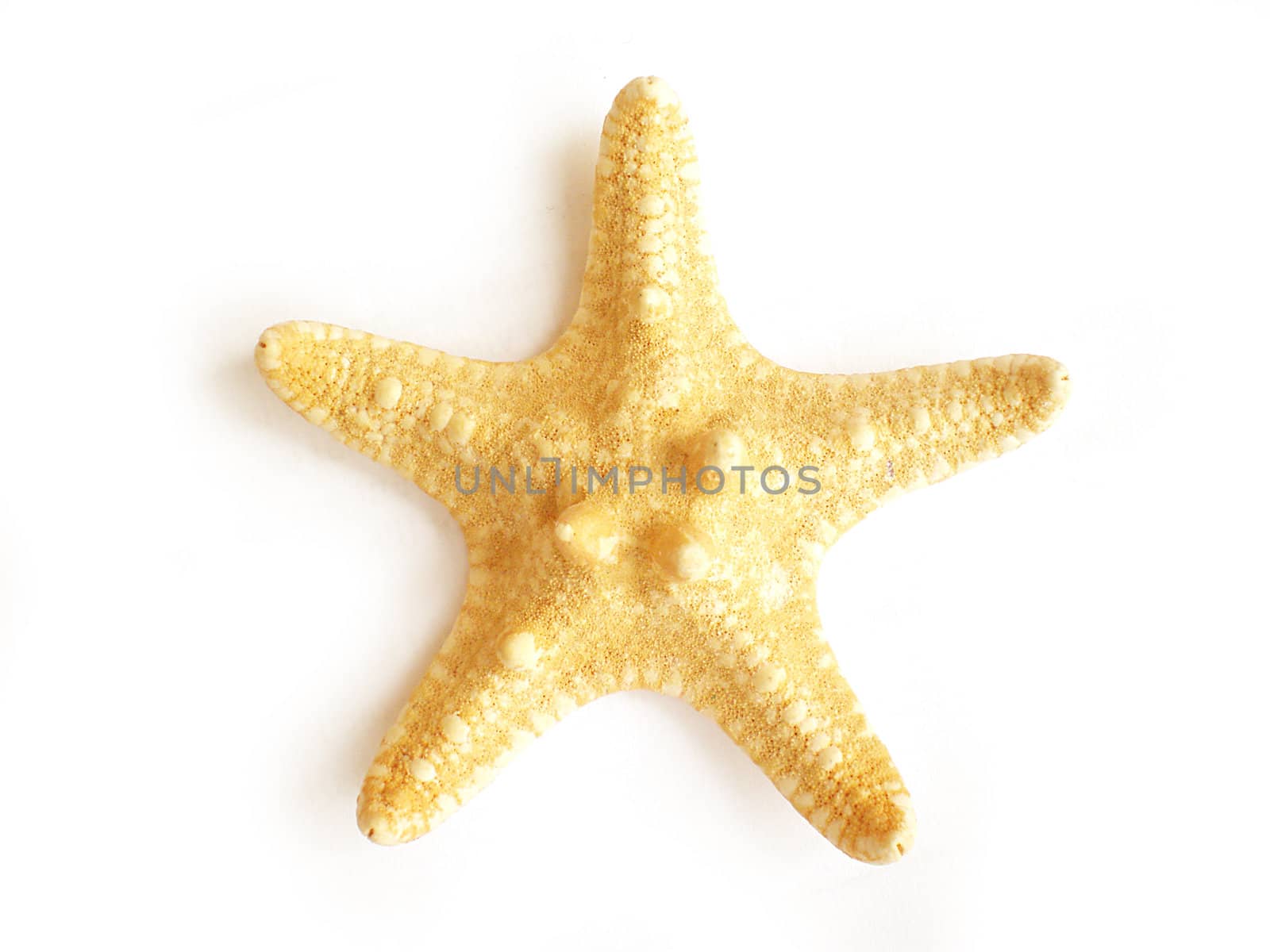 star fish isolated on white background