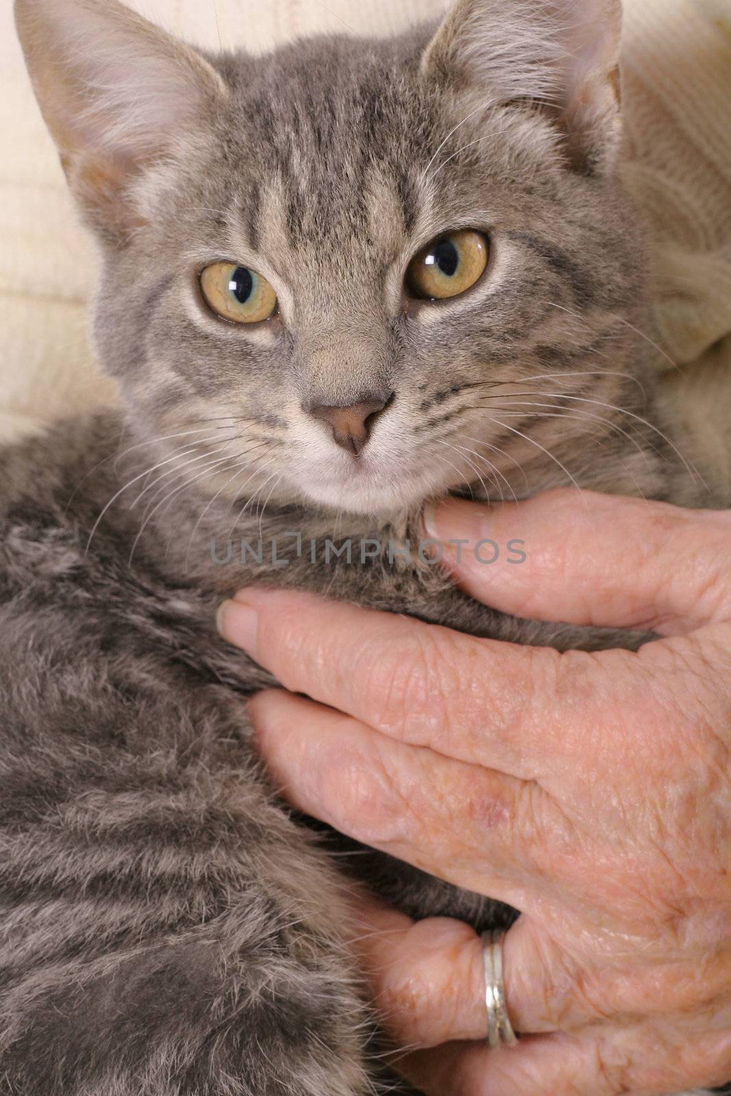 shot of holding a kitten by creativestock