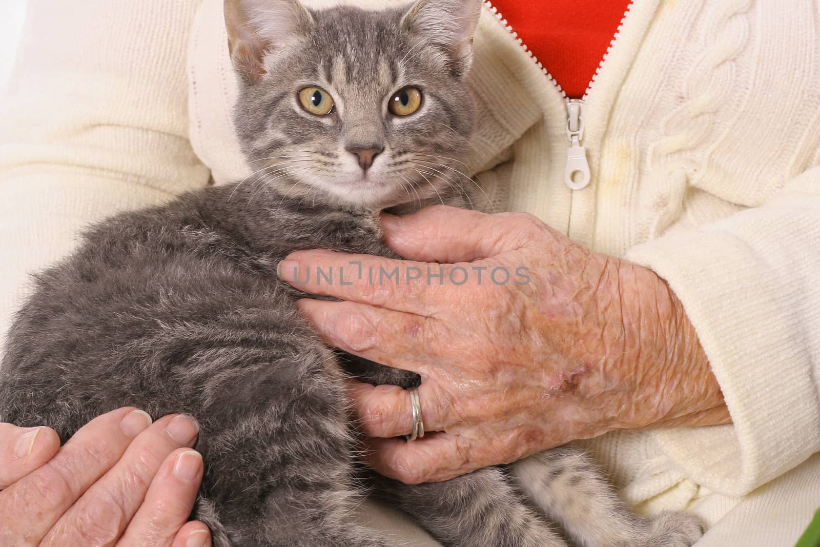 elderly womans hands holding a kitten