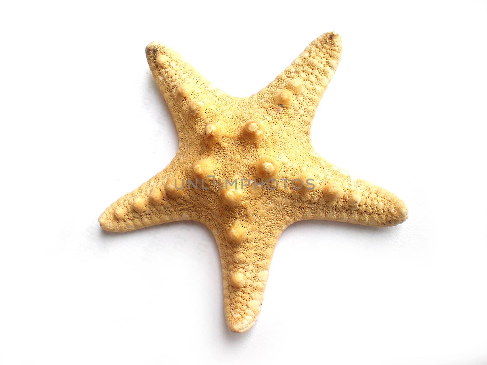 star fish isolated on white background