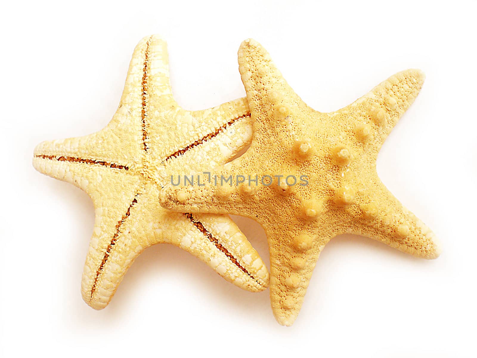 star fish isolated on white background