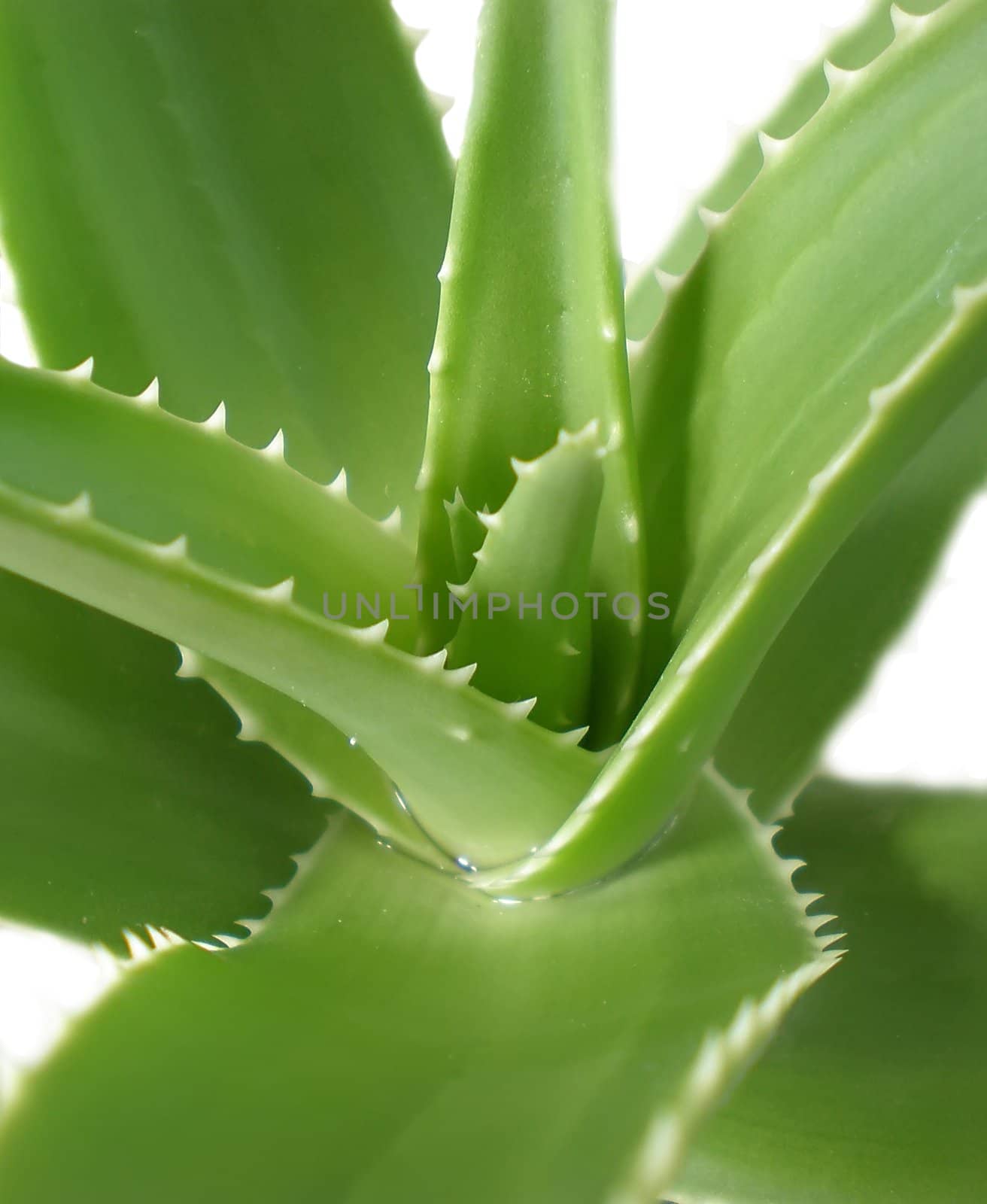 aloe vera close up on white background