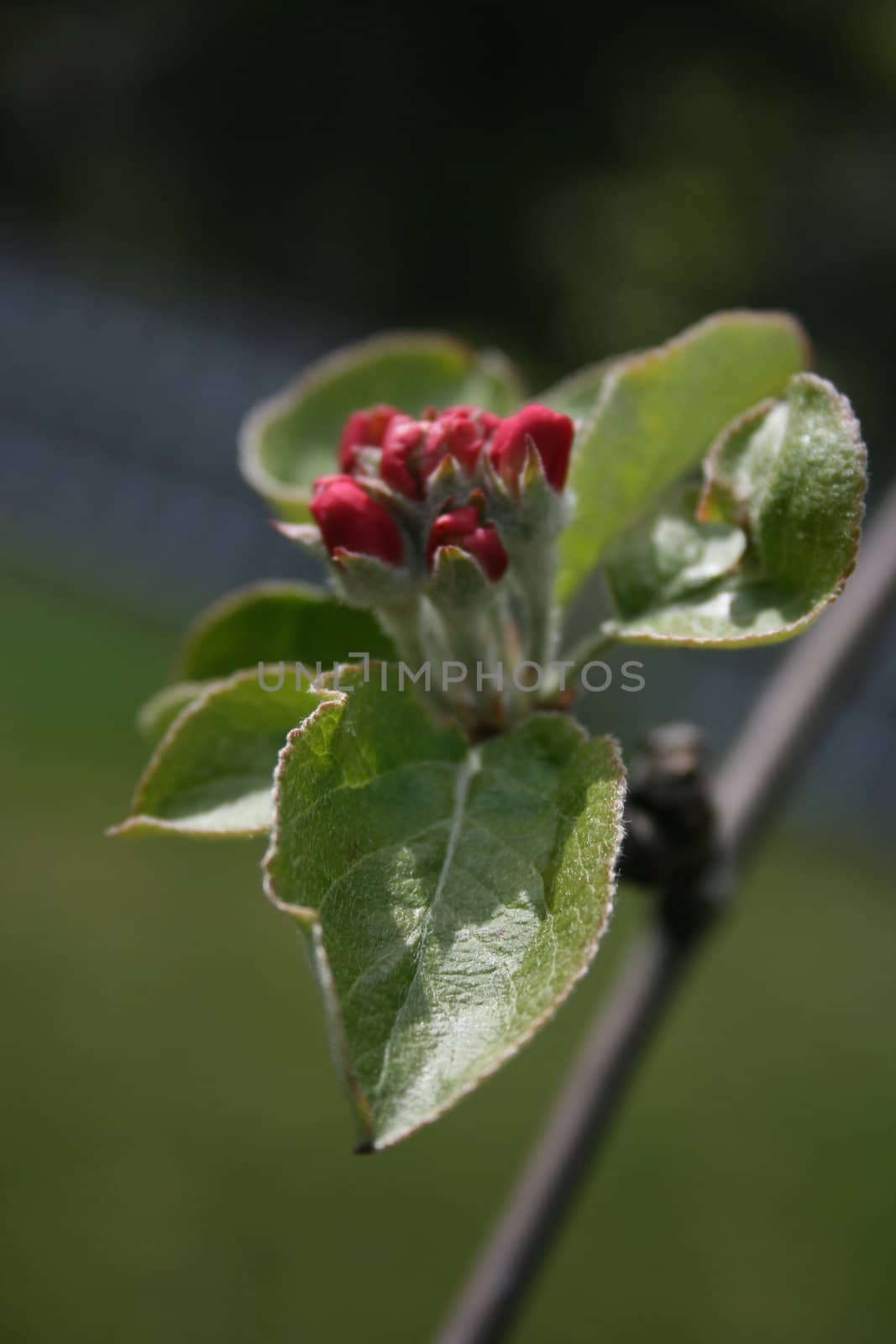 Flower from appletree
