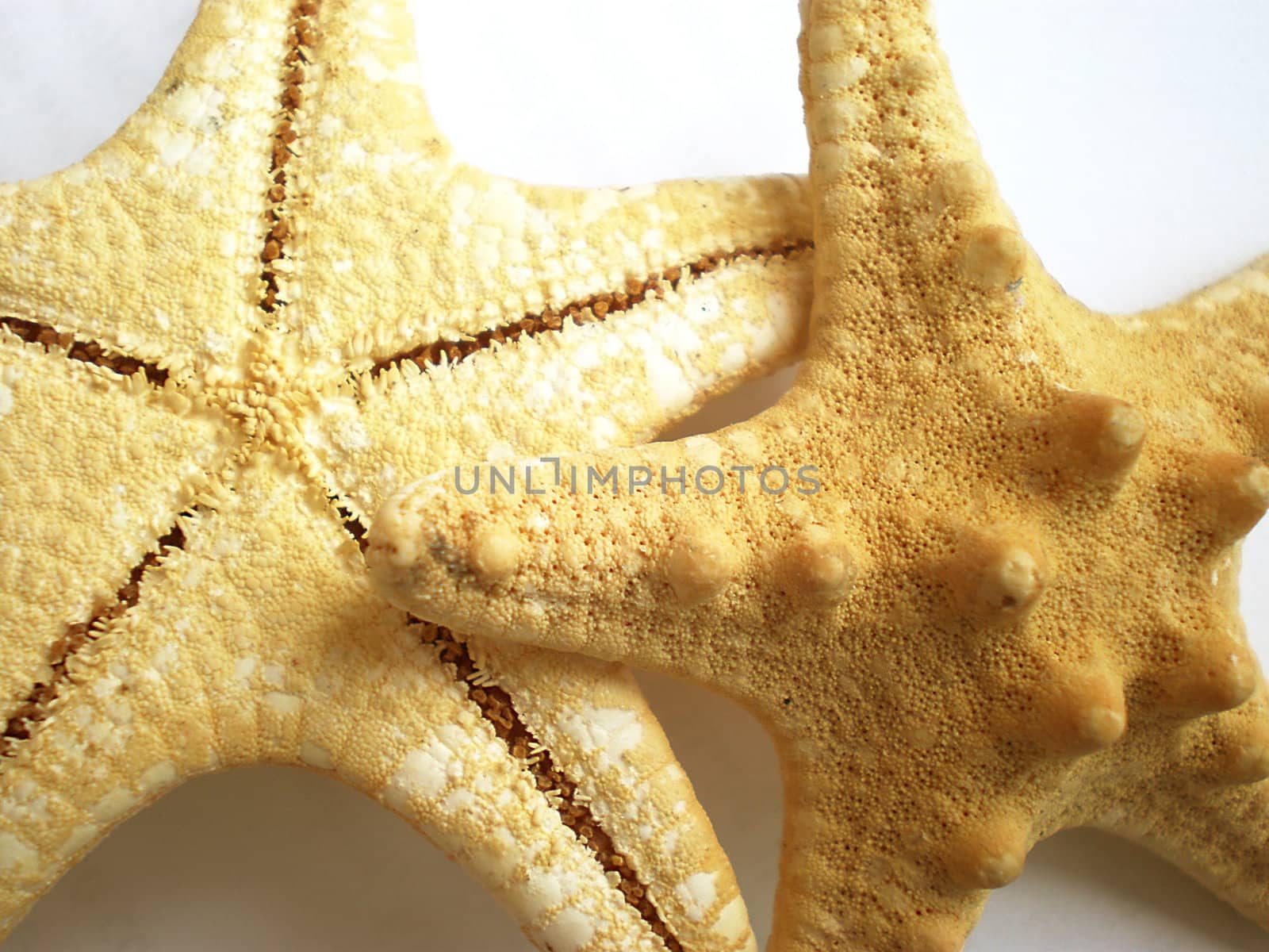 starfish by Dessie_bg