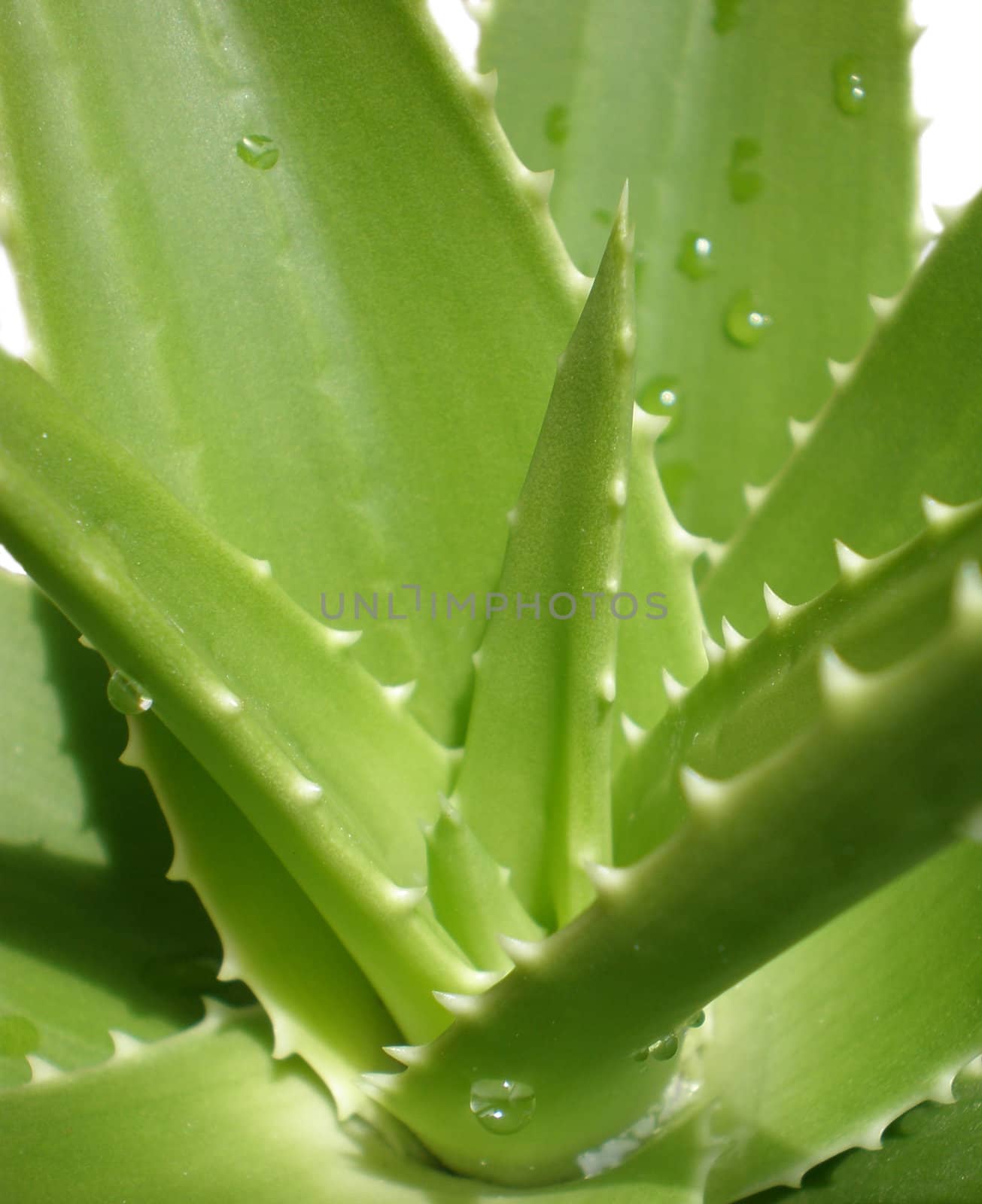 aloe by Dessie_bg