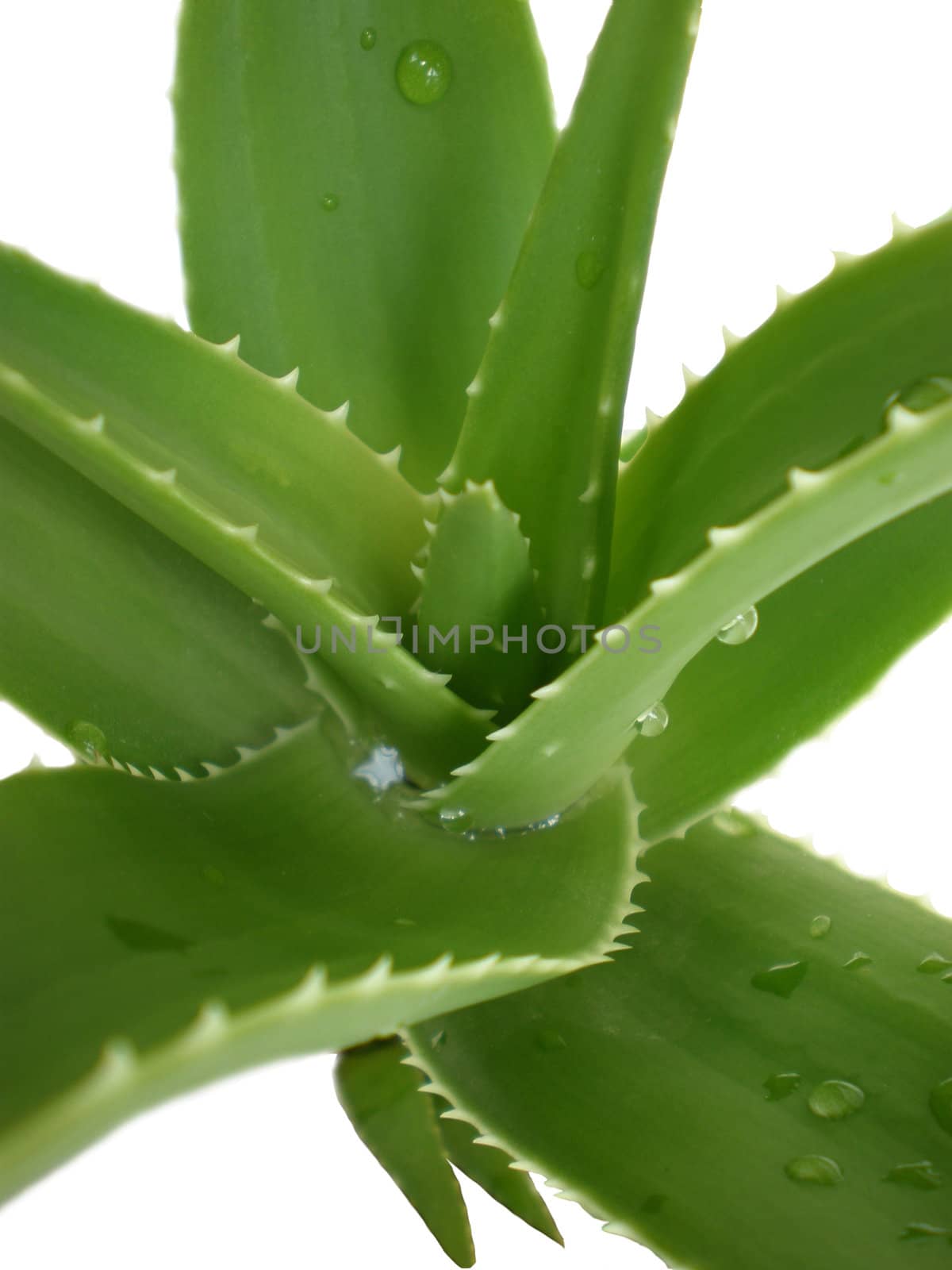 aloe vera close up on white background