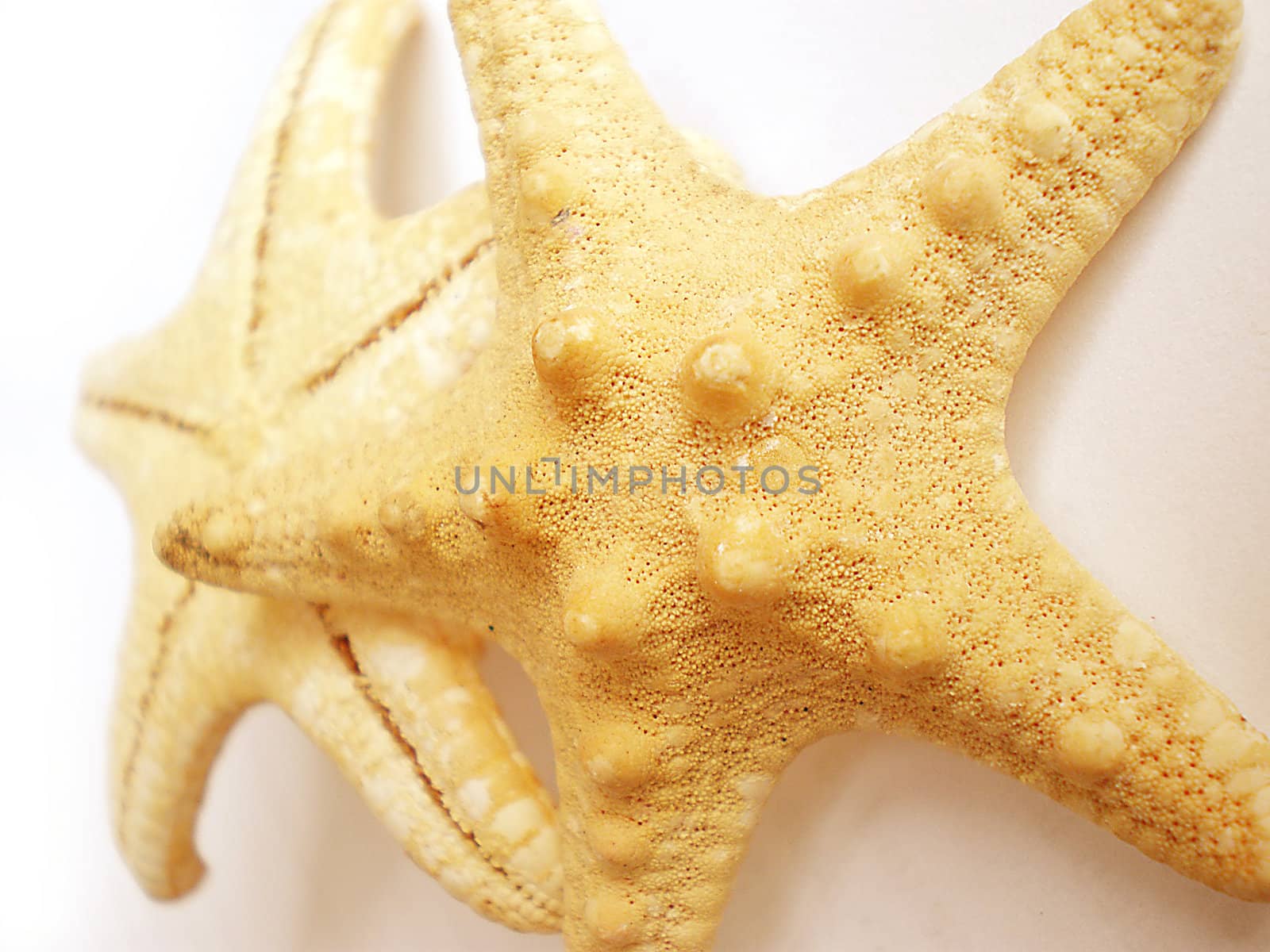 star fish isolated on white background