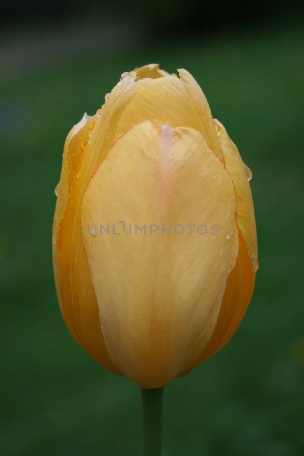 Yellow wet tulip