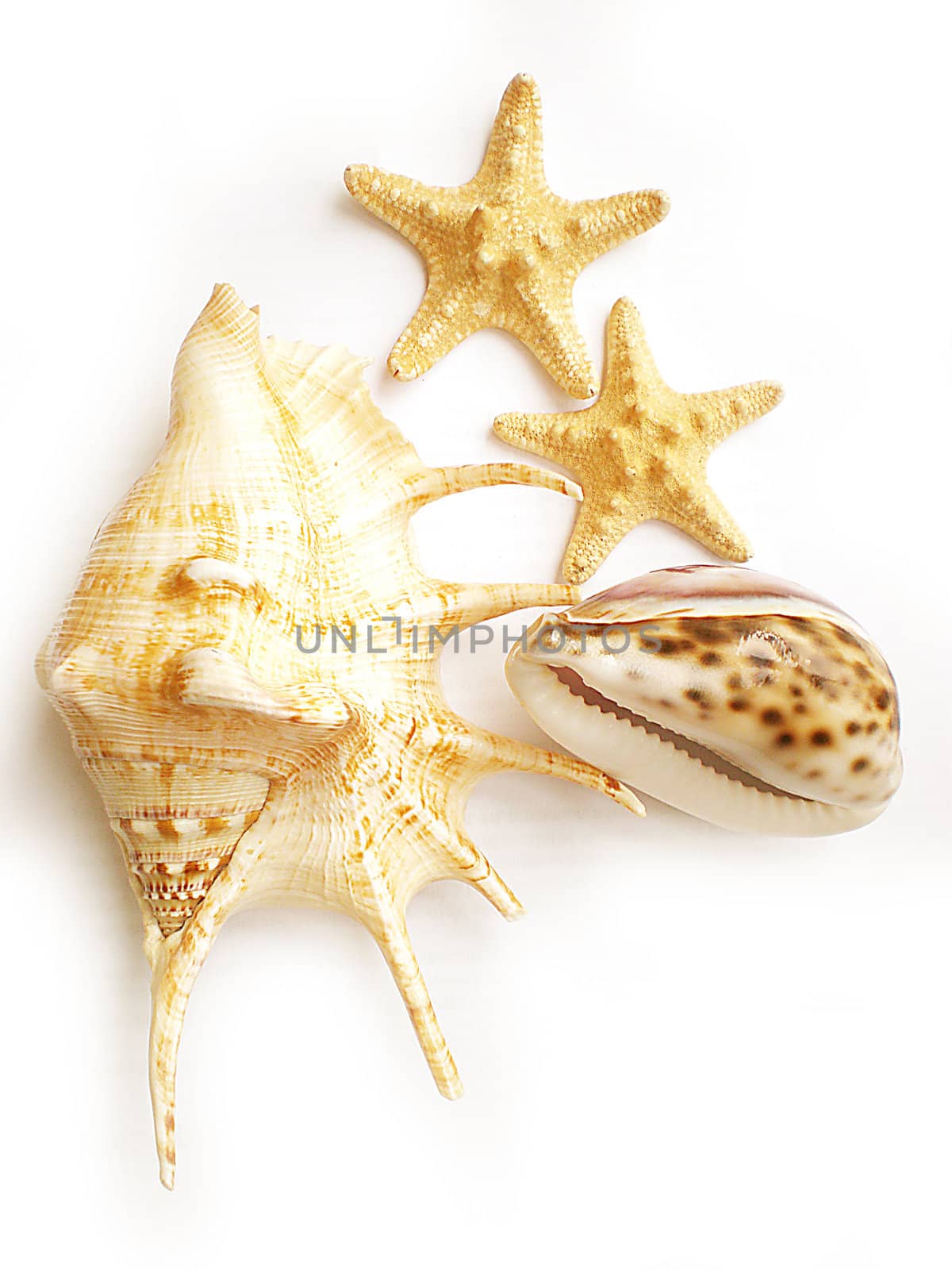 sea shells isolated on white background