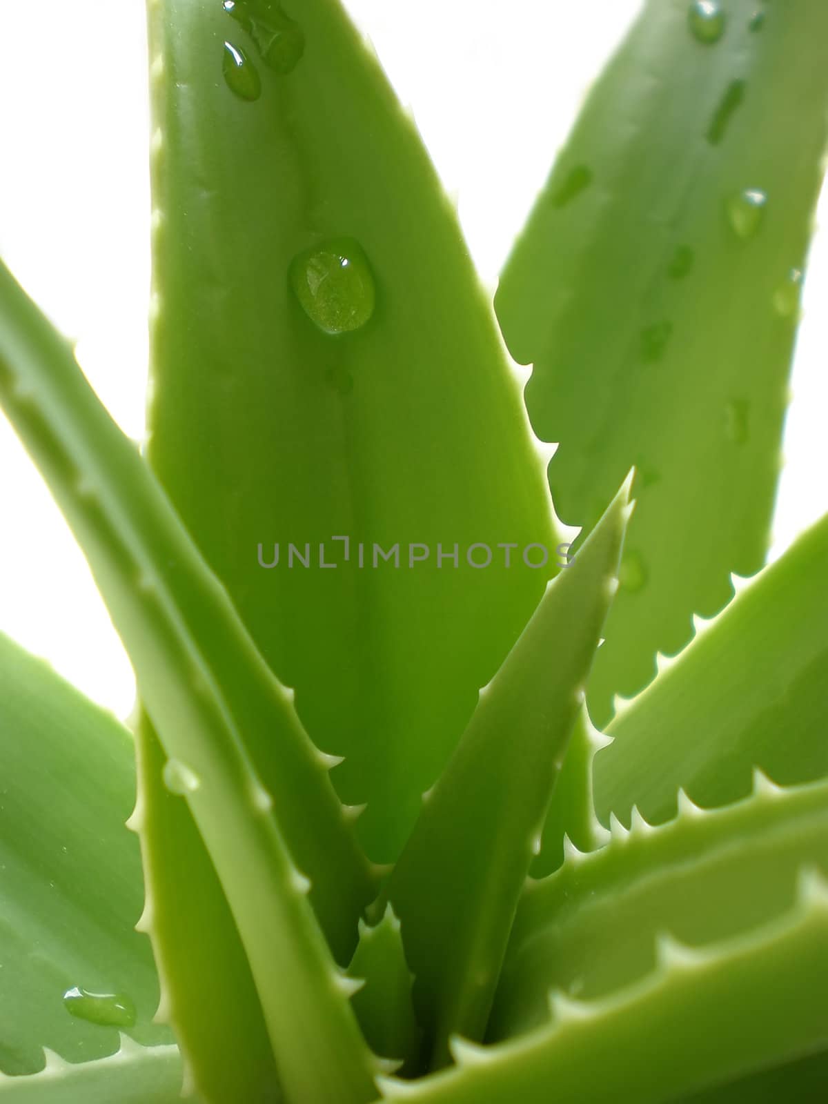 aloe vera close up on white background