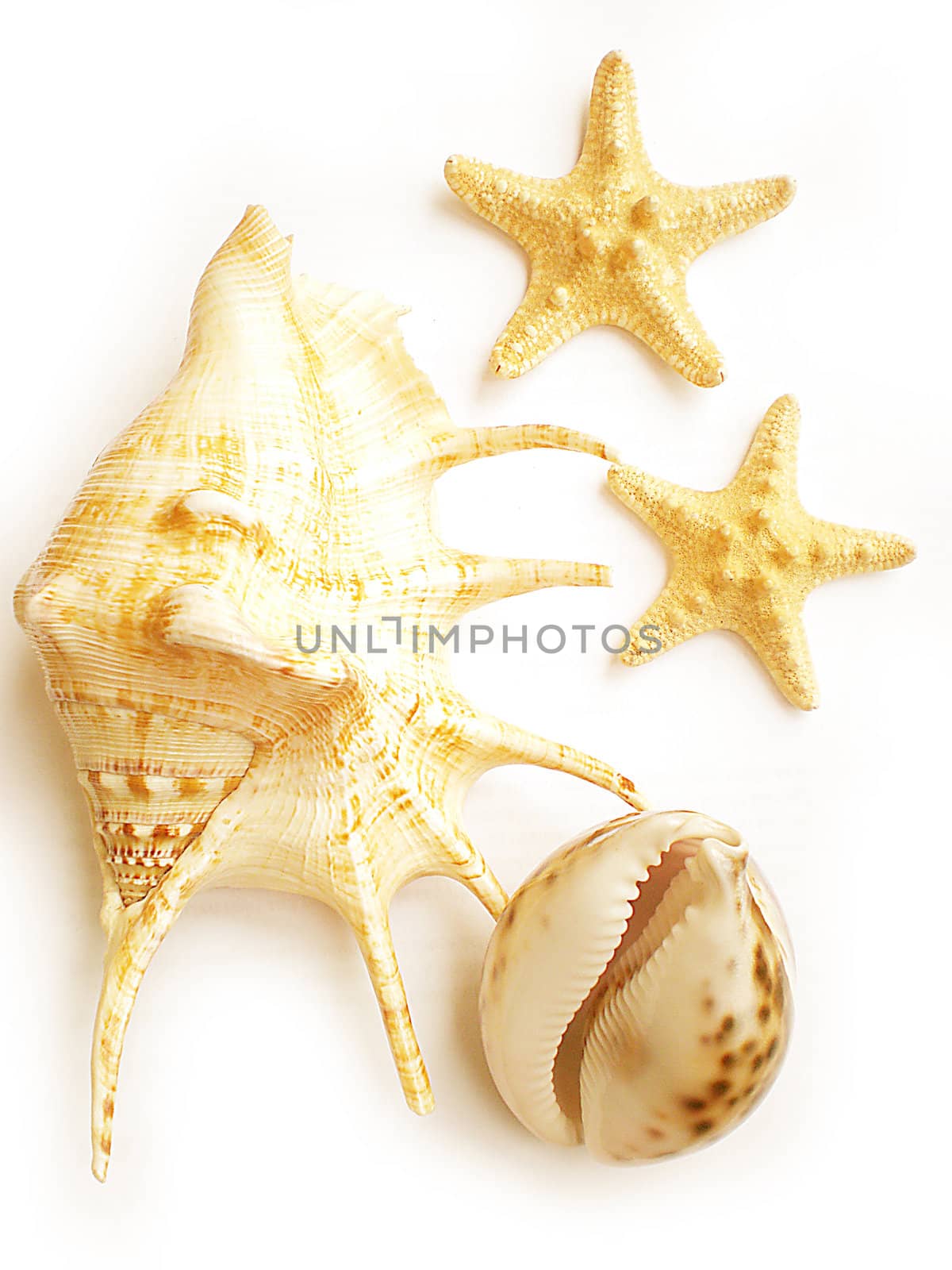 shells by Dessie_bg