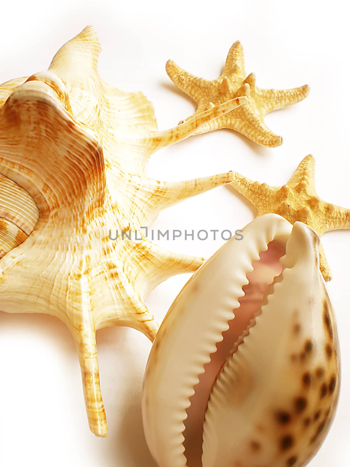 sea shells isolated on white background