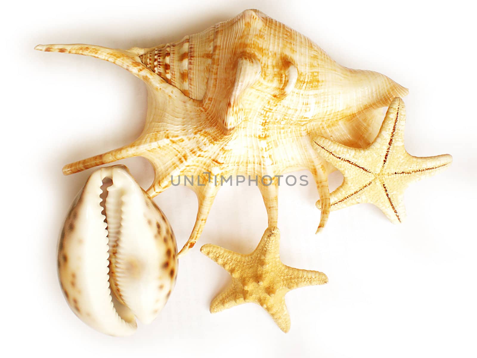 sea shells isolated on white background