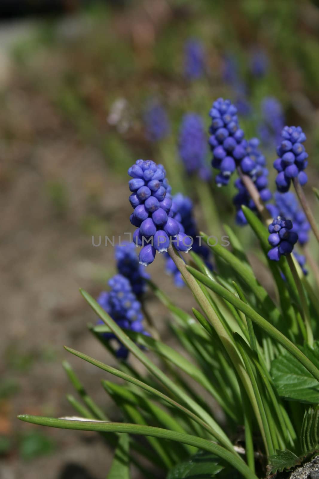 blue flowers in sunshine