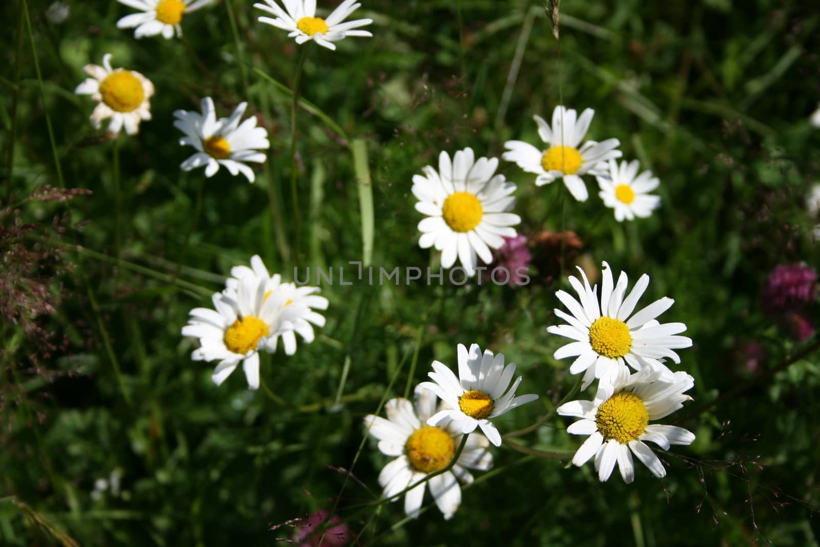 Ox-eye daisys in flowermeadow