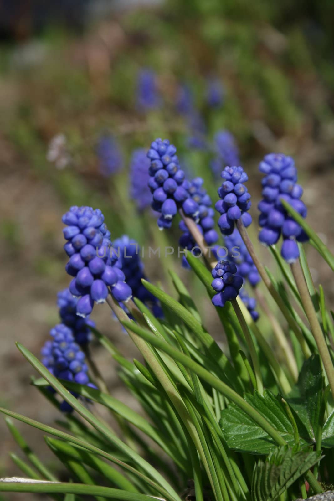 blue flowers in sunshine