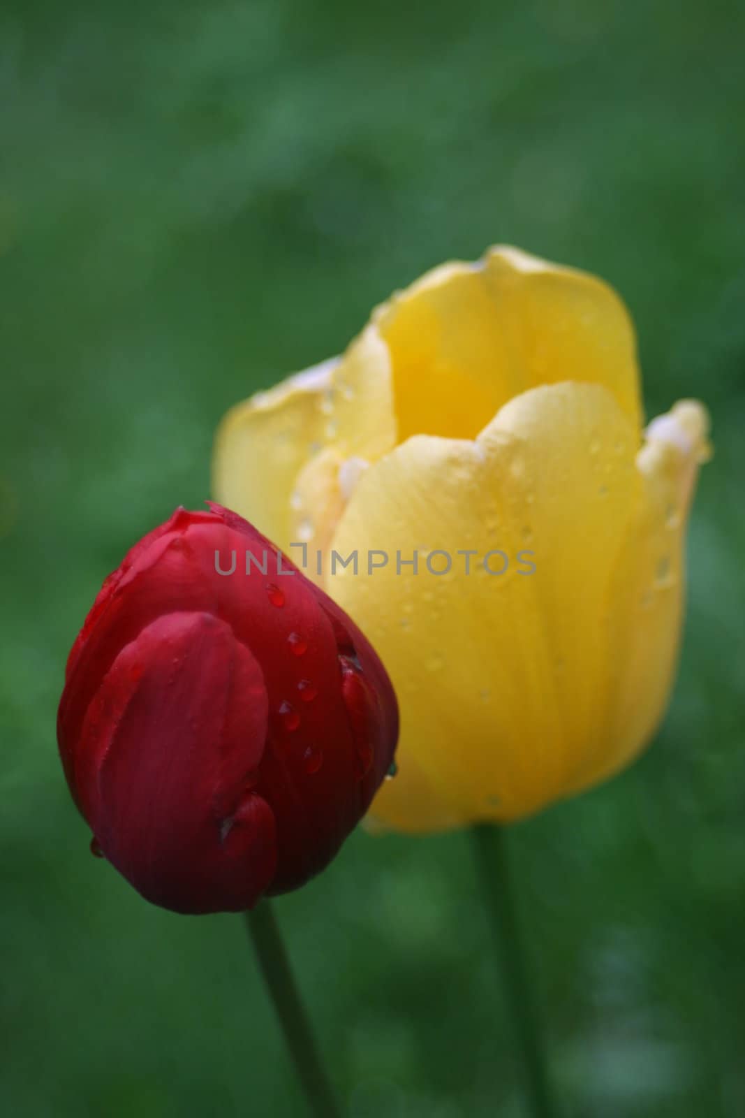 Yellow and read tulip