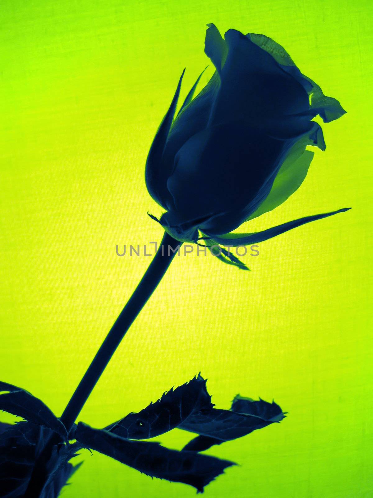 green rose by Hasenonkel