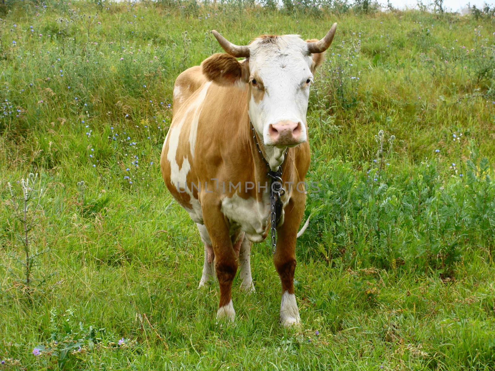 Milk cow pasture on the grassland