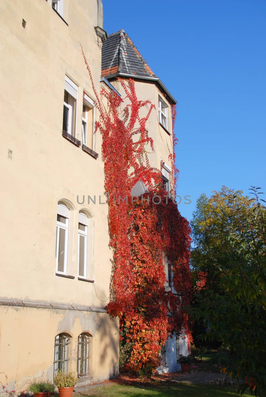 Building overgrown ivy autumn.