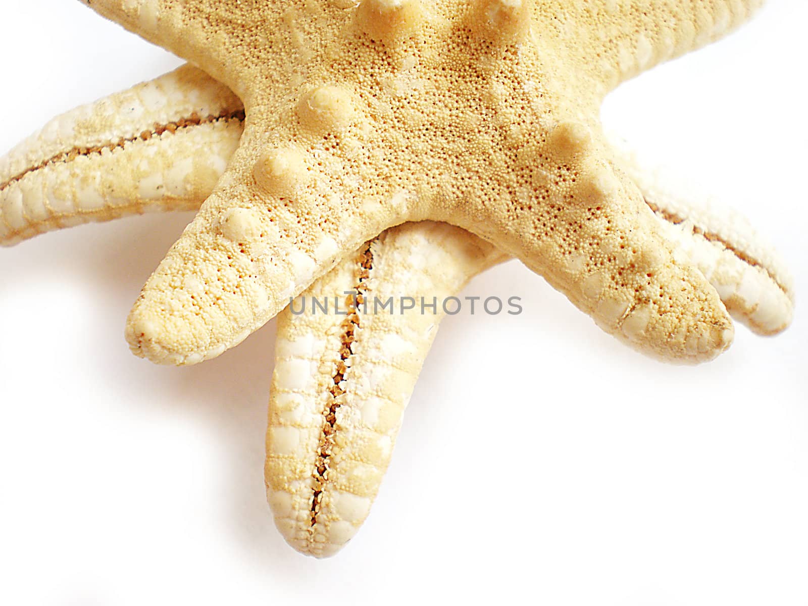 star fish isolated on white background