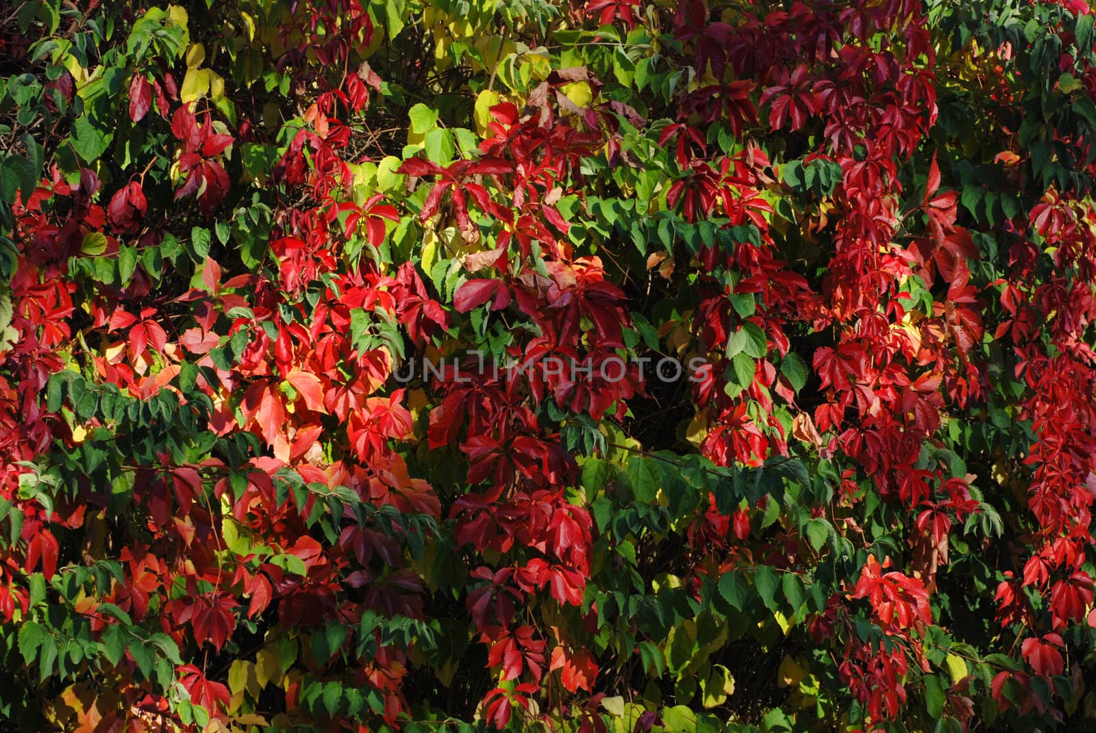 Red boston ivy leaves by wojciechkozlowski